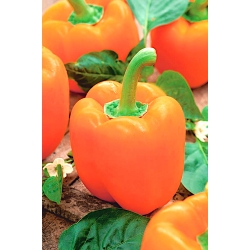 甜椒Etiuda种子 - 辣椒 -  75种子 - Capsicum L. - 種子