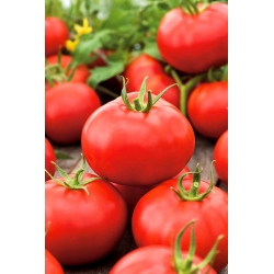Tomato "Alka" - directly sown field variety - COATED SEEDS - 100 seeds