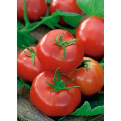 Pomidoras - Ikarus  - Lycopersicon esculentum Mill  - sėklos