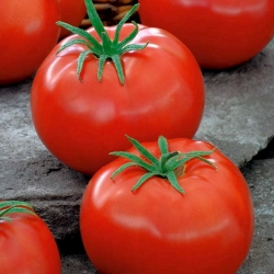 الطماطم "بيدرو" - للاحتباس الحراري وتحت غطاء زراعة ، للتخزين - Lycopersicon esculentum  - ابذرة