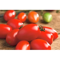 Tomato "Sheikh" - field variety producing cylindrical fruit with very firm flesh