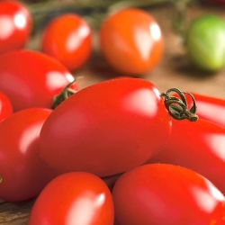 Pomidoras - Szejk (Šejk)  - Lycopersicon esculentum Mill  - sėklos
