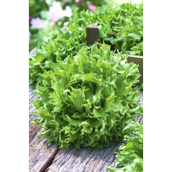 БІО - салат "Айсберг" "Королева льоду" - сертифіковані органічні насіння - 475 насіння - Lactuca sativa L. 