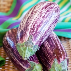 Lilek, lilek "Tsakoniki" - bílá-fialová odrůda - 220 semen - Solanum melongena - semena