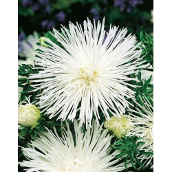 Nadel-Blütenblatt-Aster "Beata" - 450 Samen - 
