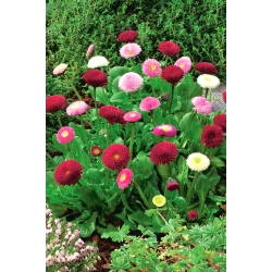 English Daisy Rominette Mix seeds - Bellis perennis - 600 seeds