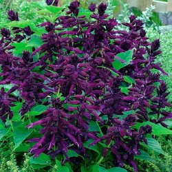 حكيم القرمزي الأرجواني ، حكيم المدارية - 84 البذور - Salvia splendens - ابذرة