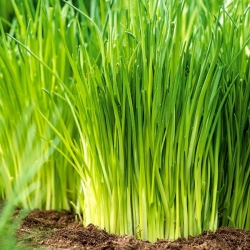 Chives "Civette" - early variety, professional seeds