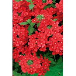 Sodas verbena - raudona veislė; sodas vervain - 120 sėklų - Verbena x hybrida  - sėklos