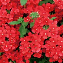 Zahradní verbena - červená odrůda; zahradní vervain - 120 semen - Verbena x hybrida  - semena