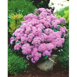 Pink flossflower, - 150 biji - Ageratum houstonianum