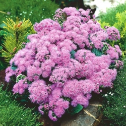 Pink flossflower, - 150 biji - Ageratum houstonianum