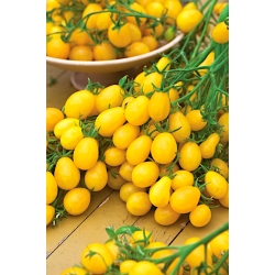 Tomate cereja - Ildi - amarelo - 80 sementes - Lycopersicon esculentum Mill