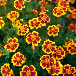 Marigold Mexico "Marietta" - bunga yang boleh dimakan; Marigold Aztec - 