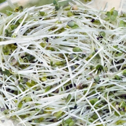 Sprouting seeds - White mustard