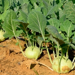 Kohlrabi, German turnip "Viennese" - 520 seeds