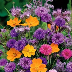 Aromatik çiçekli bitki seçimi - büyük paket - 125 g - 