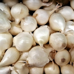 Spring onions Snowball - 0,5 kg