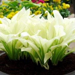 Hosta White Feather – Funkie, Herzblattlilie Lily White Feather