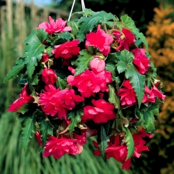 Begonia ×tuberhybrida pendula - rosa - pacote de 2 peças