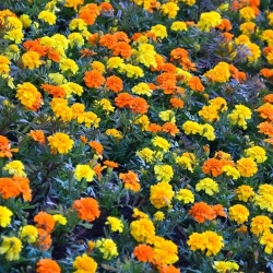 Marigold Perancis - kuning + oren, satu set benih dua jenis - 