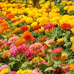 Dahlia-flowered zinnia + French marigold - a set of seeds of two species
