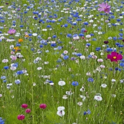 कॉसमॉस + कॉर्नफ्लावर - दो फूलों की प्रजातियों के बीज का एक सेट - 