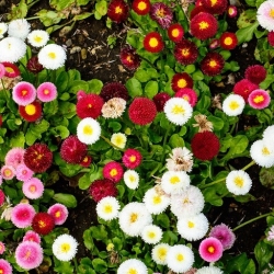 Merah muda, merah dan putih pomponette daisy - biji 3 varietas - 