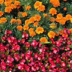 Continuously blooming red begonia + French marigold - seeds of 2 flowering plants' species