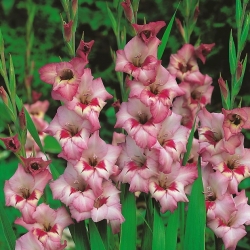 Gladiolus Vera Lynn - 5 pcs; lily pedang - 