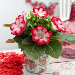Gloxinia "Tigrinia Red" - white-red, speckled blooms; Canterbury bells, true gloxinia