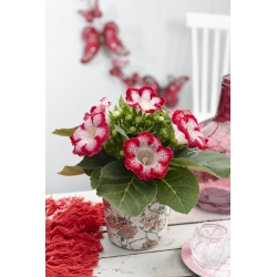 Gloxinia "Tigrinia Red" - bílo-červené skvrnité květy; Canterburské zvony, pravá gloxinie - 