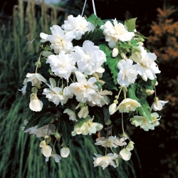 Begonia ×tuberhybrida pendula - baltas - pakuotėje yra 2 vnt