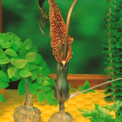 Arum Cornutum, Mexikanischer Aronstab, Mexikanische Wunderblume, Mexikanischer Wunderbaum, Eidechsenwurz