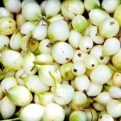 Spring onion - mix - 4 x 1 kg; green onion