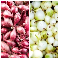 Spring onion - white + red - 2 x 5 kg; green onion