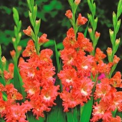 Frizzled Coral Lace唐菖蒲 -  5个;剑百合 - Gladiolus Frizzled Coral Lace