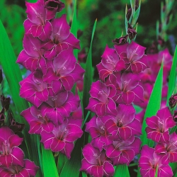 Gladiolus, Gladiole, Schwertblume Violetta - 5 Zwiebeln
