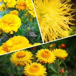 Giallo - sementes de 3 espécies de plantas com flores - 