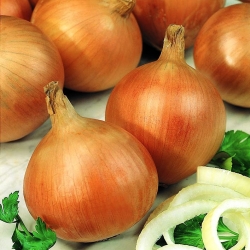 Onion 'Sumatra' - medium late, extremely productive variety