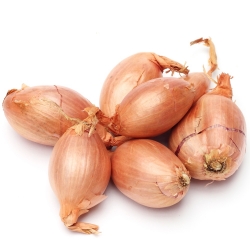 Spring onion - shallot - 10 kg; green onion, eschalot