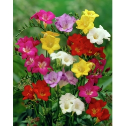Single-flowered freesia - farvevalg - stor pakke! - 100 stk - 