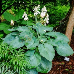 Hosta, Planta Lily Big Daddy - bulb / tuber / rădăcină