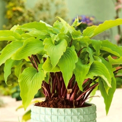Hosta، Plantain Lily Gooseberry Sundea - لامپ / غده / ریشه
