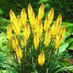 Kniphofia, Red Hot Poker, Tritoma Minister Verschuur - bola / umbi / root