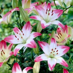 Lilium, Lily Pink & White - bebawang / umbi / akar
