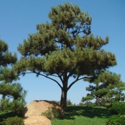 Jepun Black Pine, Biji Hitam Pine - Pinus thunbergii - benih