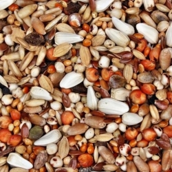 Mezcla de leguminosas y forrajes para después del cultivo - 1 kg. -  - semillas
