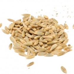 BIO klíčenie semien - organické semená certifikované ražou - 