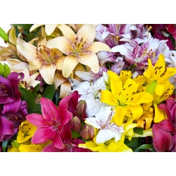 Campuran berbagai warna-warni - lili - Lilium